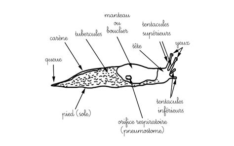 Schéma du système digestif d'une limace montrant l'action du molluscicide