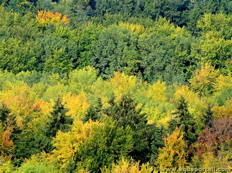 Forêt locale avec différents types d'arbres feuillus