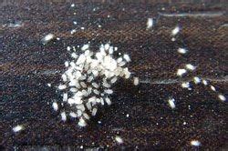 Microscopie du ciron de la farine