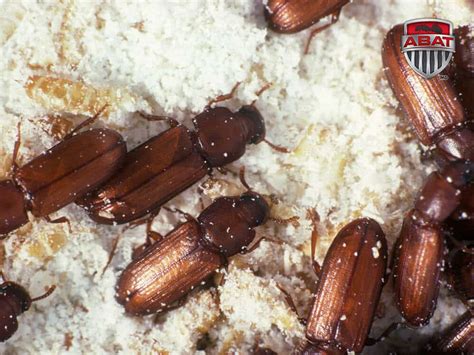 Tribolium brun de la farine