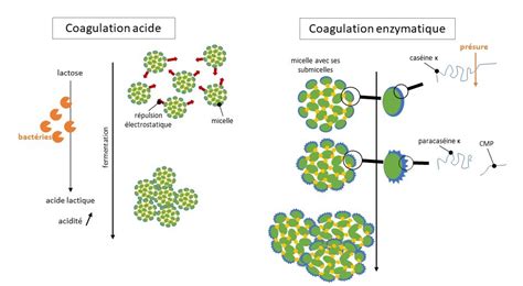 Schéma de la coagulation du lait et de la séparation du lactosérum