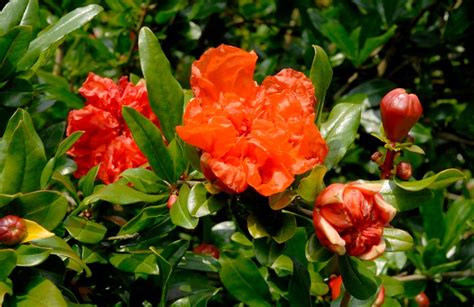 Structure d'une touffe de grenadier