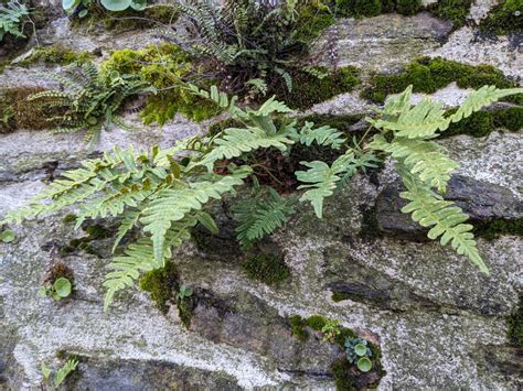 Fougère aux frondes ciselées