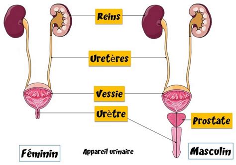 Schéma anatomique des reins et des voies urinaires