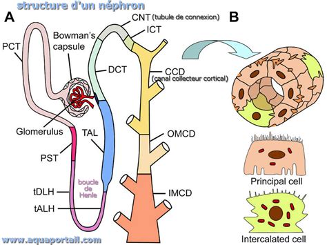 Représentation schématique d'un néphron et de son fonctionnement