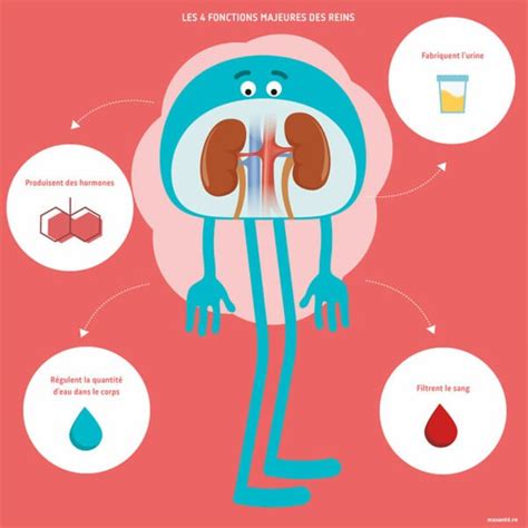 Infographie comparant les fonctions d'épuration du foie et des reins