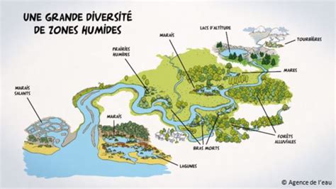 Diversité des zones humides