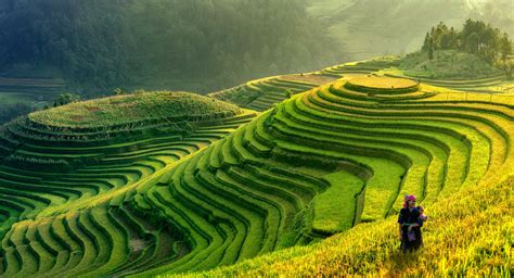 Paysage de rizières en terrasse verdoyantes au Nord du Vietnam