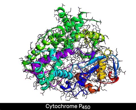 Illustration schématique de la structure d'une enzyme Cytochrome P450