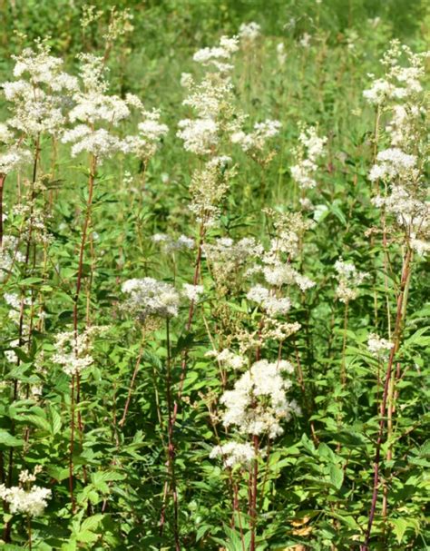 Photographie de la plante Reine-des-Prés en fleur