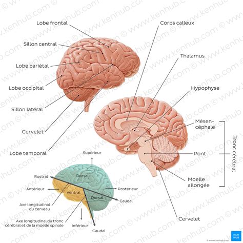 Diagramme comparant la structure du cerveau humain et du système nerveux d'une pieuvre.