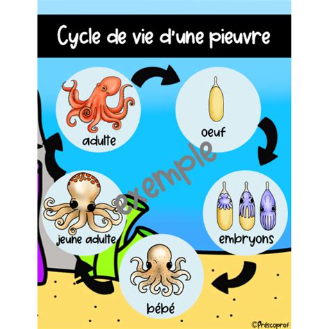 Illustration symbolique du cycle de vie d'une pieuvre.