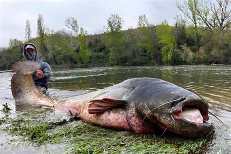 Pêcheur avec un silure pris au pellet