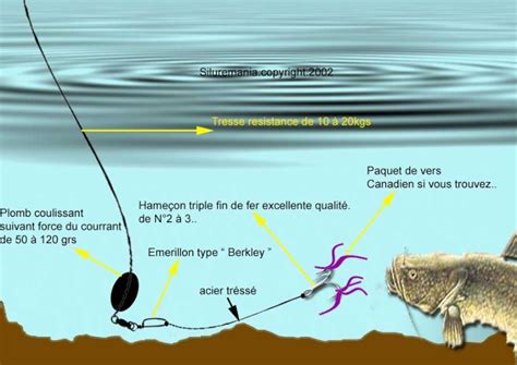 Schéma d'un montage au cheveu pour silure
