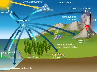 Schéma montrant le cycle de l'oxygène dans un bassin