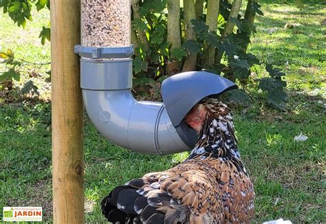 Poules mangeant dans une mangeoire automatique