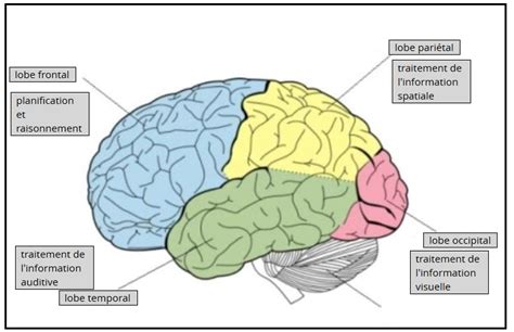 Cerveau humain avec des zones mises en évidence