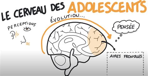 Illustration d'un cerveau adolescent en développement
