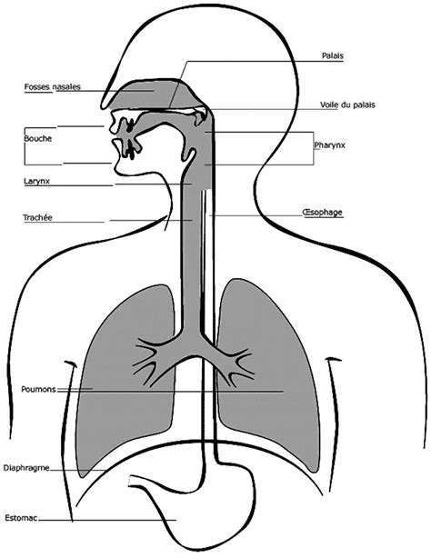 Diagramme montrant l'interaction entre la voix chantée et le système robotique