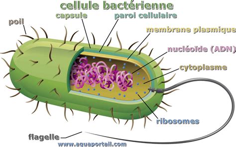 Schéma d'une cellule bactérienne