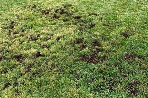 Granulés d'insecticide épandus sur une pelouse