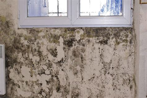 Illustration des dommages causés par l'humidité et les moisissures dans un logement