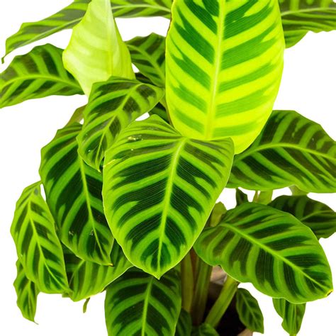Feuillage zébré d'une Calathea Zebrina