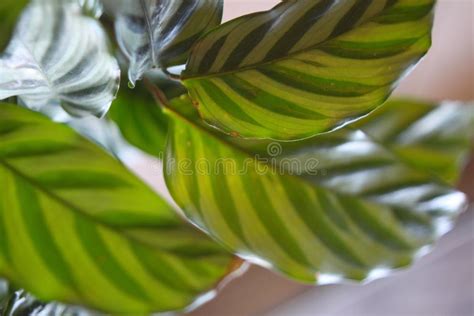 Une pièce lumineuse avec une Calathea Zebrina près d'une fenêtre