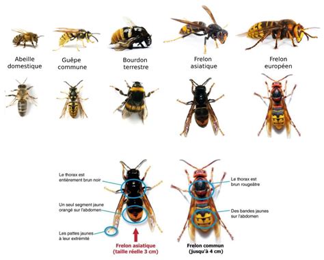 Comparaison visuelle des différents types d'airflow (nid d'abeille, œil de cyclope)