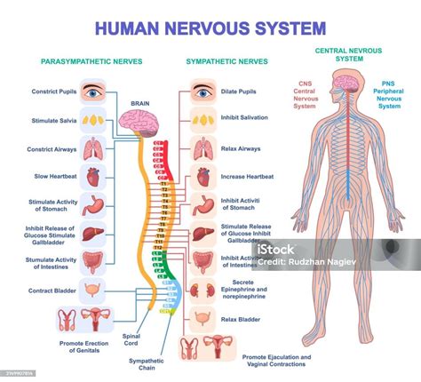 Diagramme du système nerveux