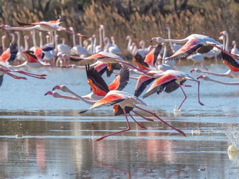 Flamants roses dans une réserve ornithologique au Sénégal