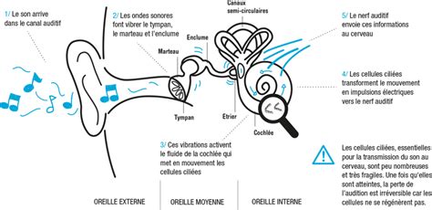 Schéma de la transmission du son à travers une fenêtre