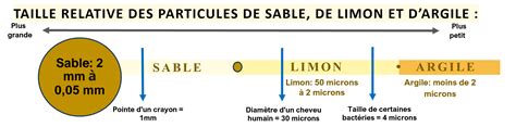Diagramme comparant la taille de la mâchoire des chiens