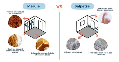 Comparaison visuelle : salpêtre vs mérule