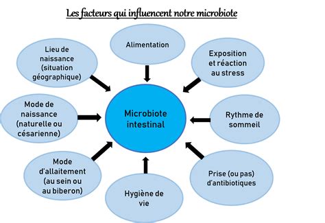 Schéma des facteurs influençant l'affinage du fromage