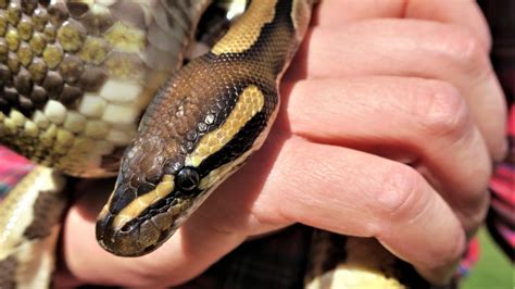 Graphique illustrant les plages d'humidité idéales pour le Python Royal