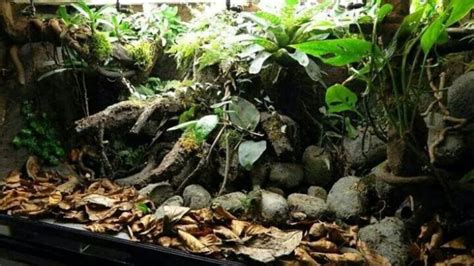 Exemple d'un terrarium bien aménagé pour un Python Royal